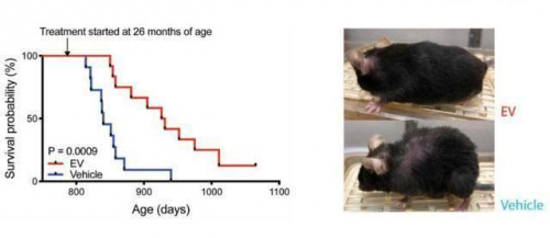 马斯克脑植入芯片的价格_脑机接口的未来：马斯克确认2025年Neuralink将为20至30名患者实施植入_马斯克人脑接口概念股