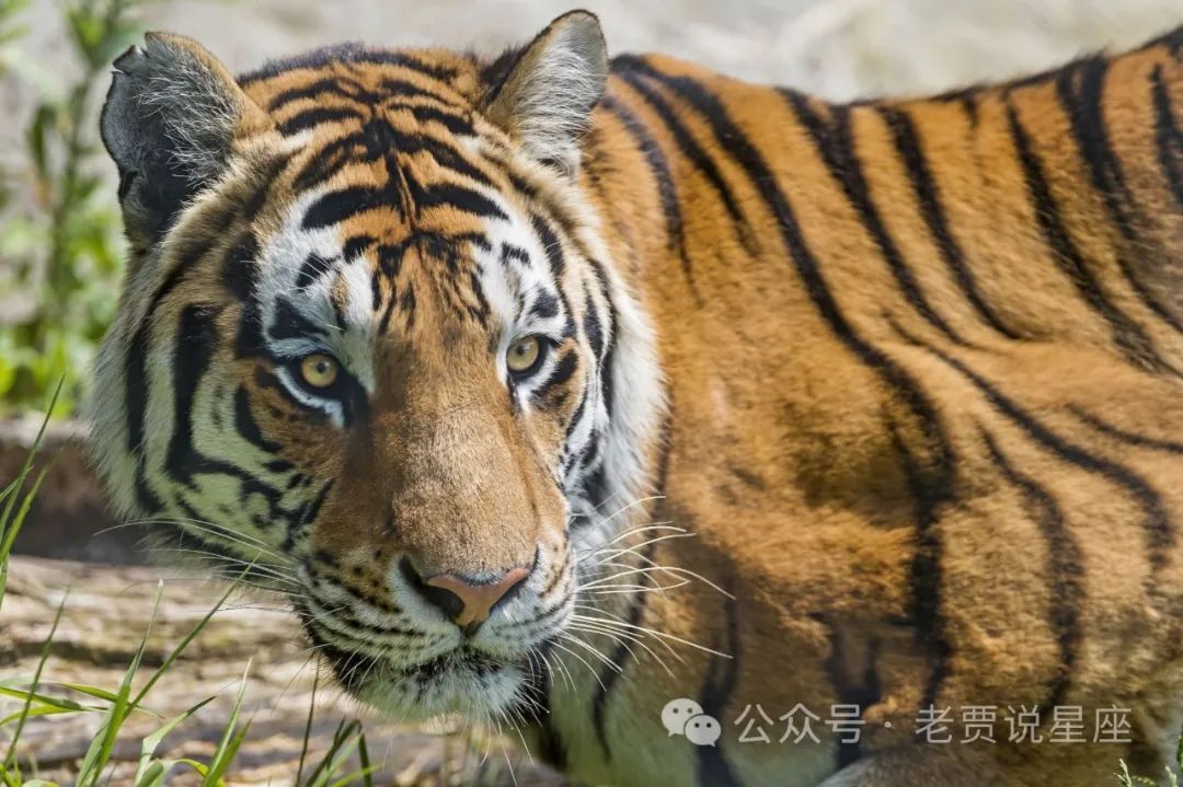 生肖虎的生命贵人：敢于挑战的伙伴与给予指导的前辈